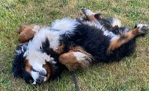 "What's Wrong With Your Dog?": People Are Sharing Pics Of Their Dogs Acting Bizarre (50 New Pics)