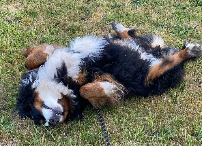 Wakes Me At 5am For Her Walk. This Is The Walk