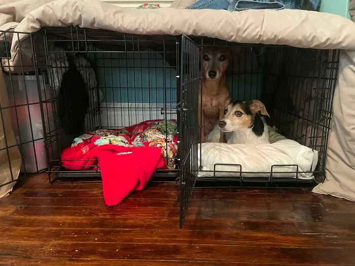 They've Shared A Crate For Years So I Sold My Second Crate Long Ago. They Recently Started Refusing To Share The Crate So I Bought A New Crate Two Days Ago And Here We Are Today