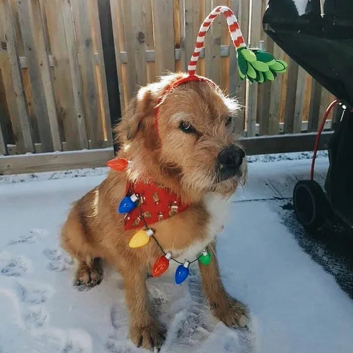 He's Clearly Unhappy With His New Outfit