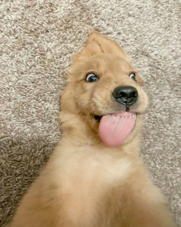 "What's Wrong With Your Dog?": People Are Sharing Pics Of Their Dogs Acting Bizarre (50 New Pics)
