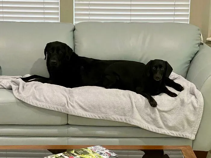 Came Home From Work And Found Our Labrador Had Grown Another Head On Her Butt