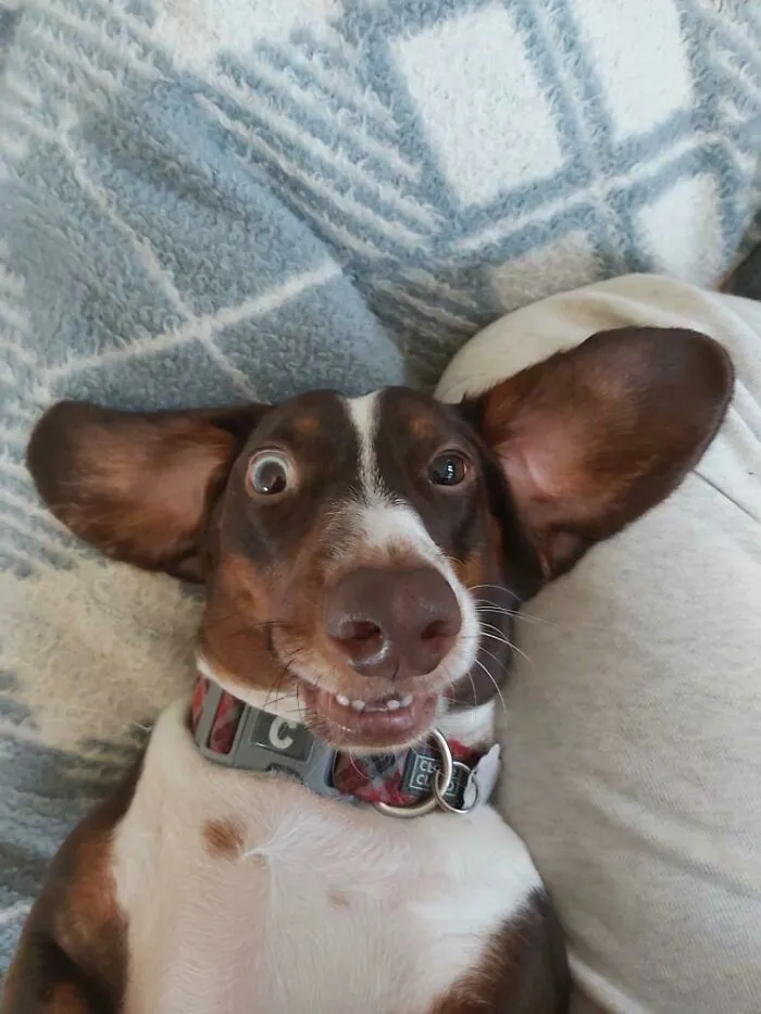 So This Is Albert...