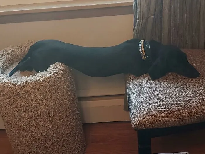 He Normally Curls Up On Top Of The Cat Pedestal (Weird Already). This One, However, Is New