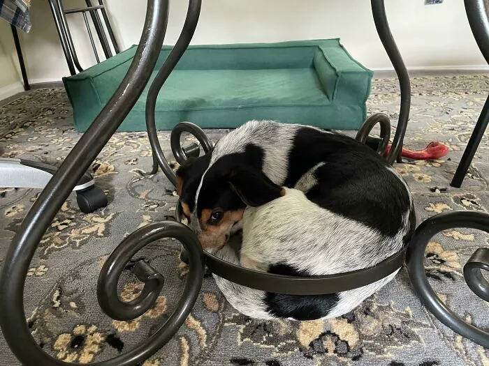 Warm, Comfy Bed? No. Cold, Steel Ring? Yes