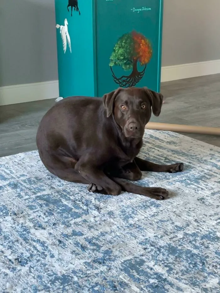 I Have Never Seen A Dog Sit/Lay Like This Before