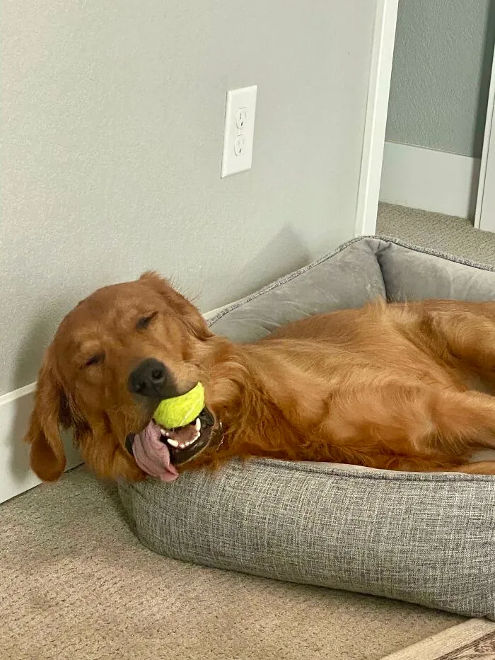 When Ball Is Life