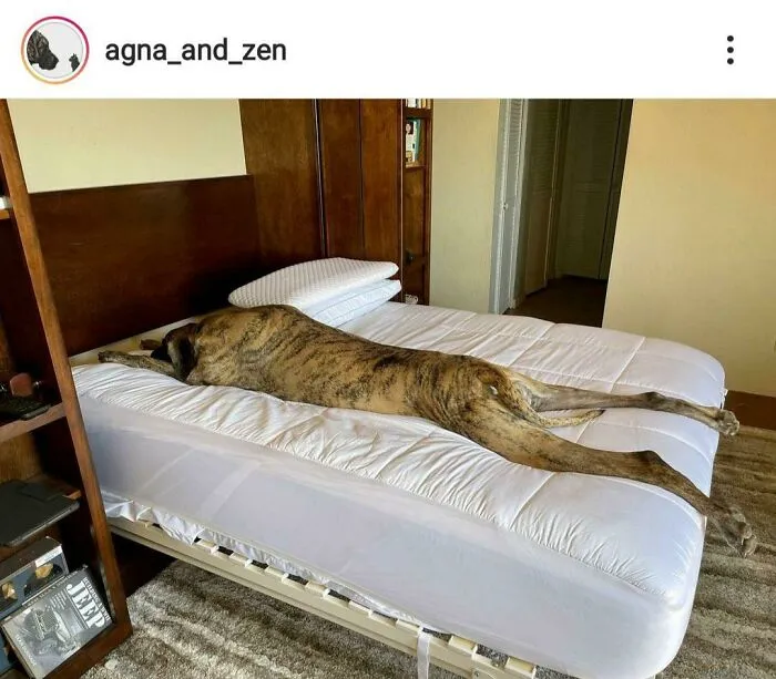Giant Splooter