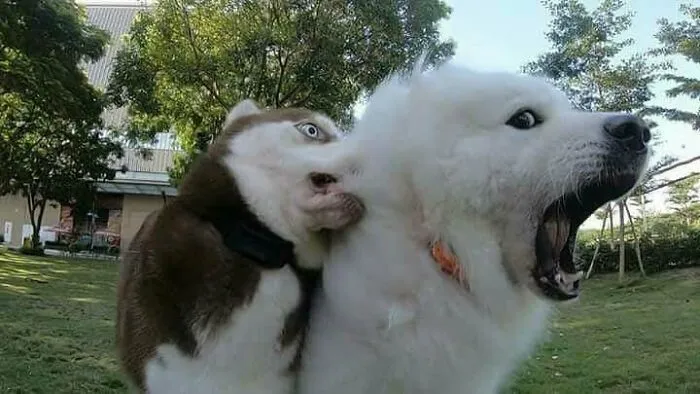 Another One Bites The Fluff