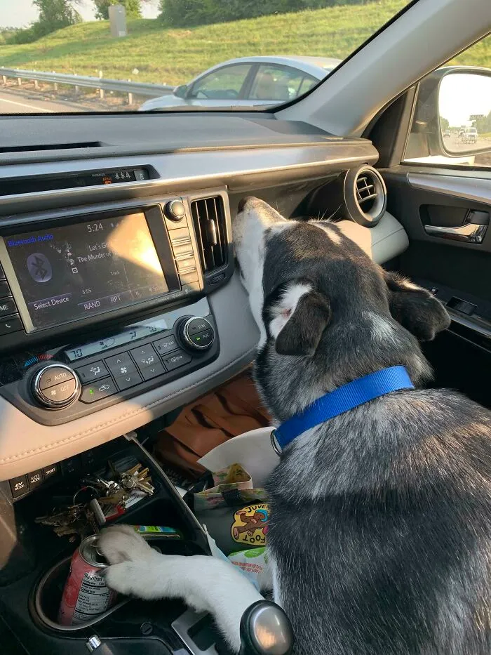 First Day Of Doggy Daycare. Fell Asleep Like This For The Entire Ride Home