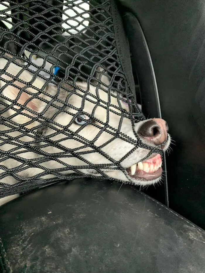 She's Clearly Not A Fan Of The New Car Net