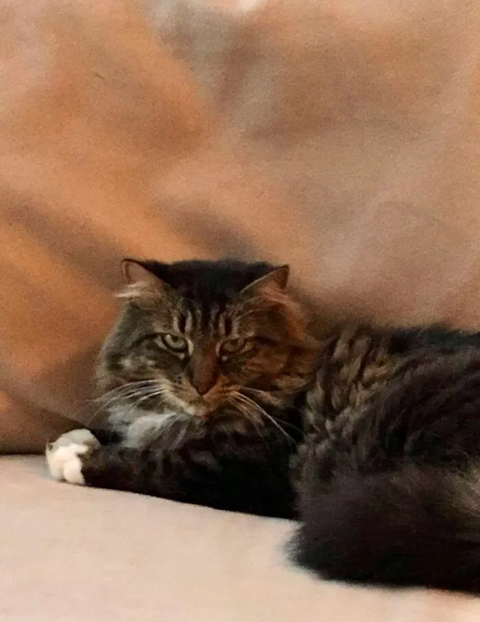 Plotting Her Plan To Kill Me Because She Had To Become An Indoor Cat.