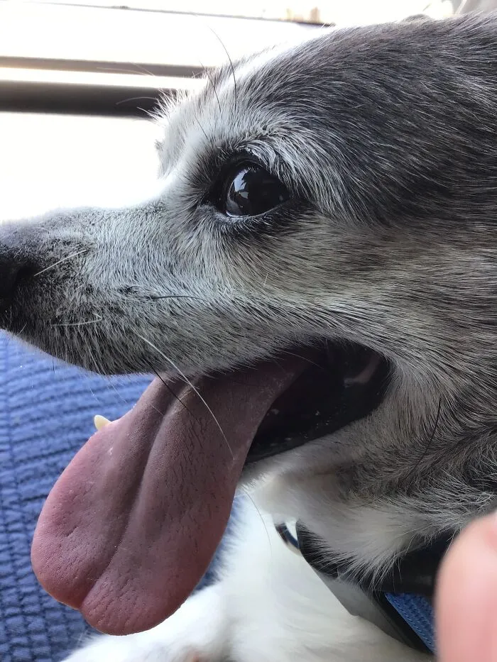 T-Bone, Our 15yo (?) Rescue.  He Only Has 2 Teeth, Poor Old Guy! Love Him So Much.