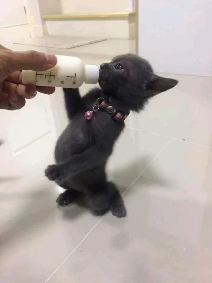 This Facebook Page Is All About Animal Images That Need To Be Seen (50 New Pics)