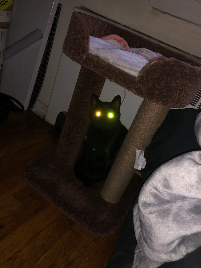 Pretty Sure He’s Plotting My Demise