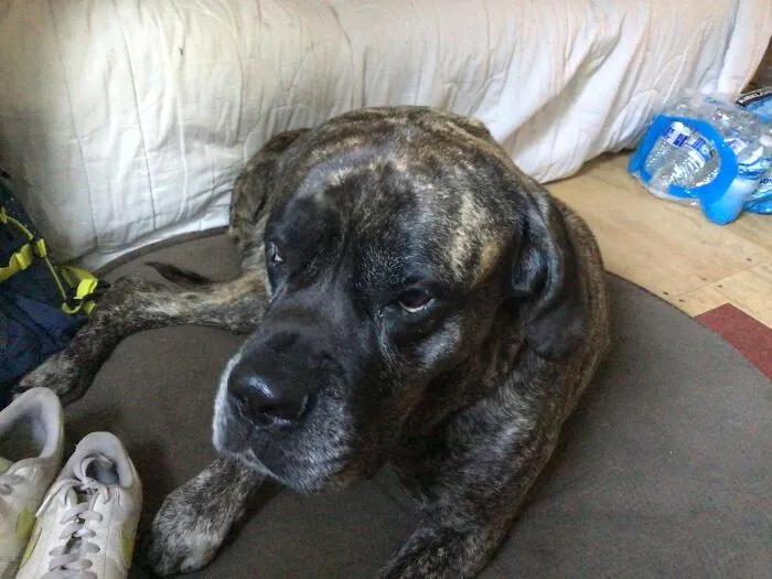 My Doggo