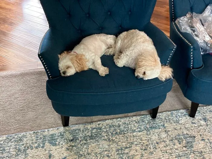 Two Peas In A Pod