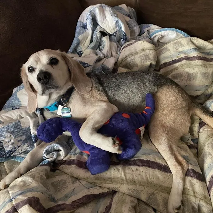 Bagel My 15 Year Old Beagle