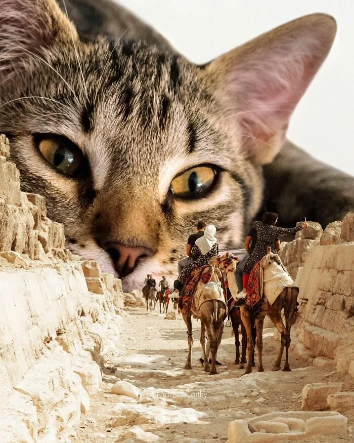 91 Surreal Photo Edits With Giant Cats By Matt McCarthy (New Pics)