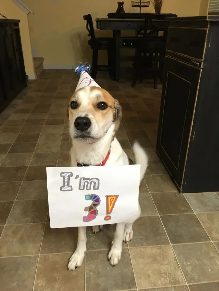 My Dog, Murphy, On His Birthday This Year