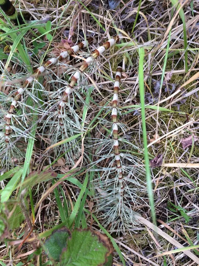 Fern?