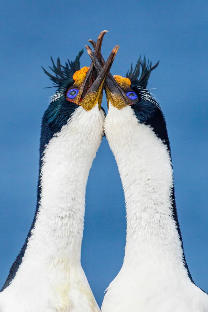 Bird Behaviour: ‘Entangled’ By Julie Halliday (Bronze)