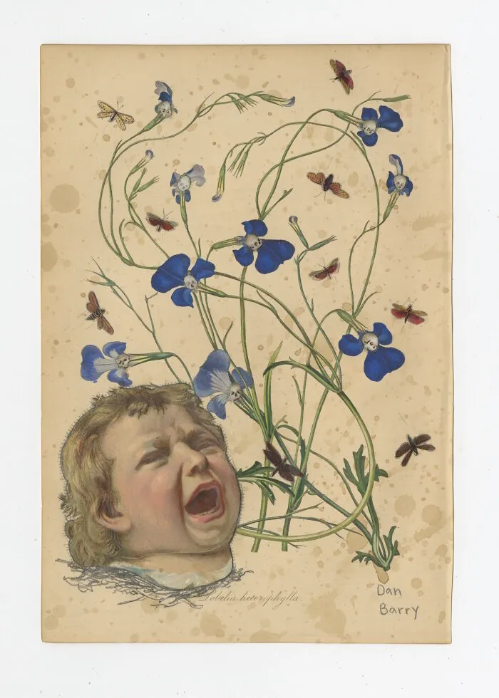 Lobelia Heterophylla, 2021