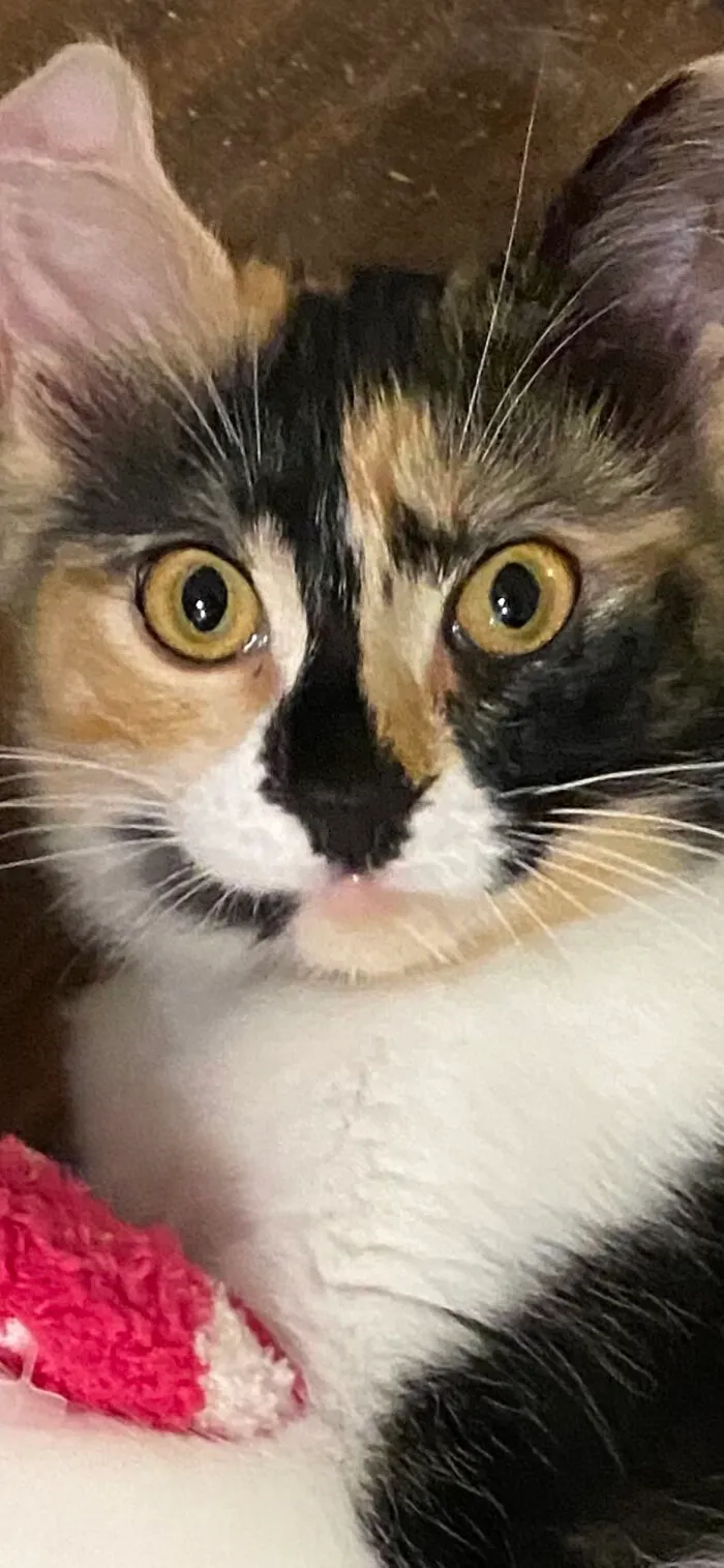 My “Ophillya”💜