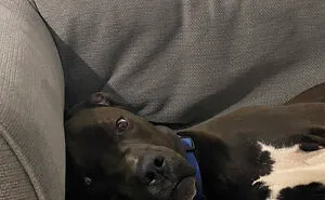 Post The Funniest Pic Of Your Dog
