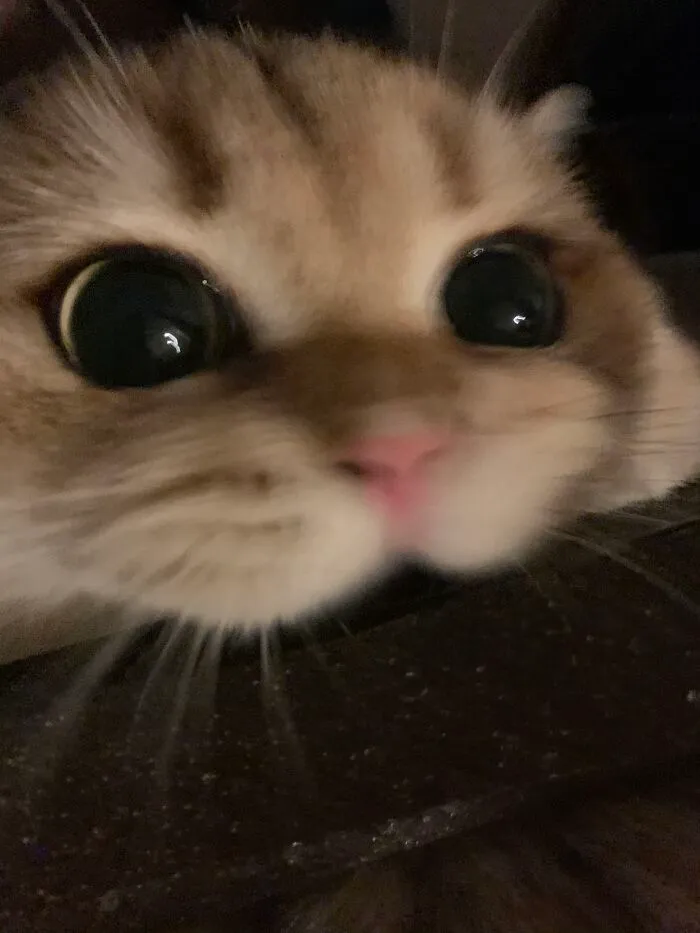 My Cat, Copper