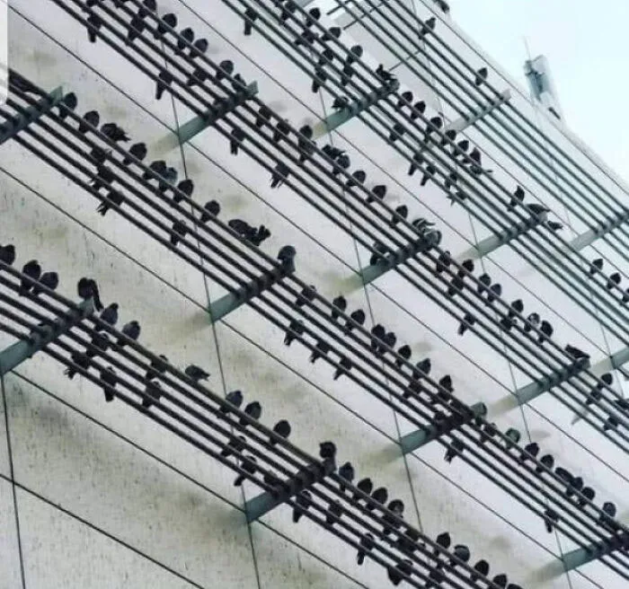 Notas musicales