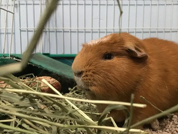 My Guinea, Taco!