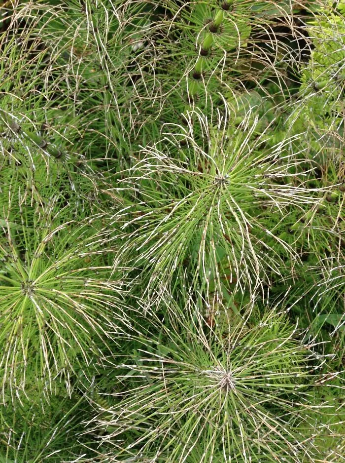 Pom Poms Of A Different Sort