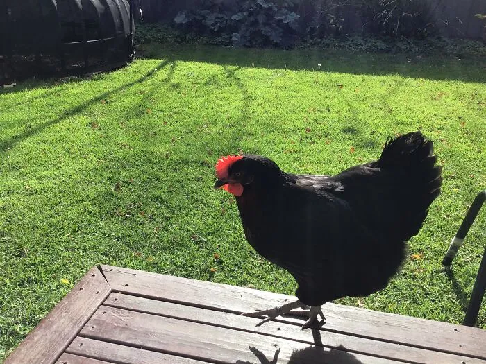 My Chicken!
