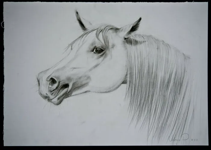 I'm An Artist From Florence, And I Express My Passion For Horses Through My Artworks (9 Pics)