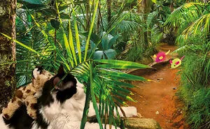 Hey Pandas, Please Photoshop My Cat (Closed)