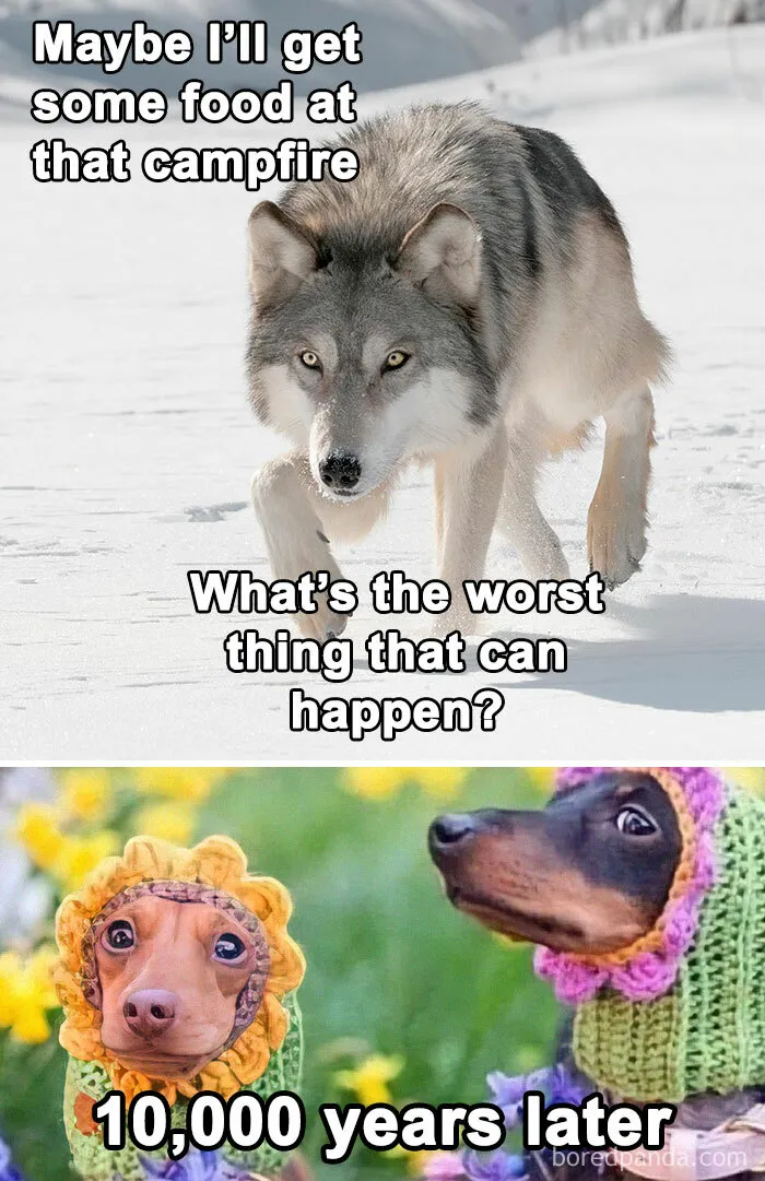 Dog History Memes Are Undefeated