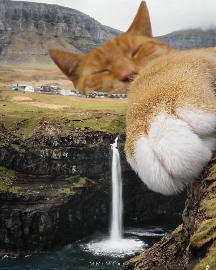 91 Surreal Photo Edits With Giant Cats By Matt McCarthy (New Pics)