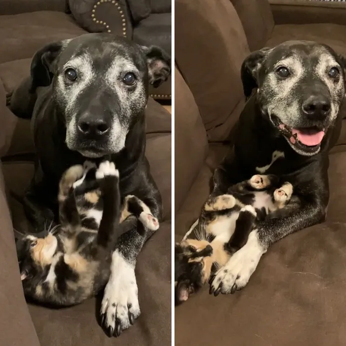 This Old Boy Thinks We Adopted The New Kitten Just For Him