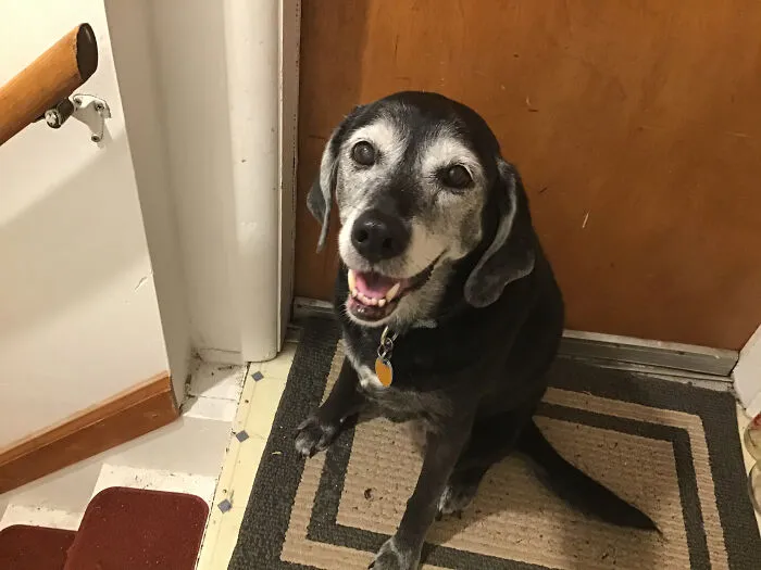 Rip Miley, One Of The Sweetest Dogs I Ever Met. Passed Last April At Age Thirteen. We’d Had Her For About Five Or Six Years. Rip Baby Girl