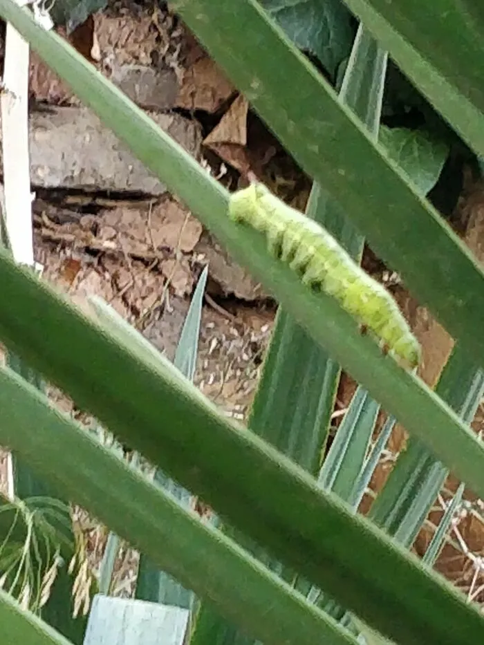 Found This In My Garden