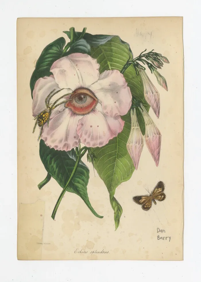 Echites Splendens, 2021