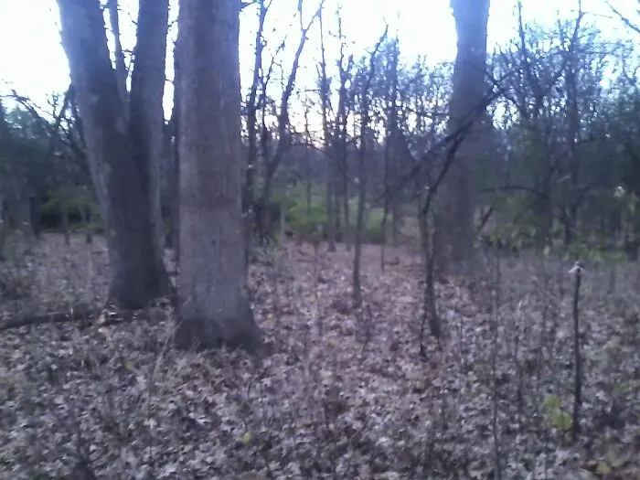 See The Deer?