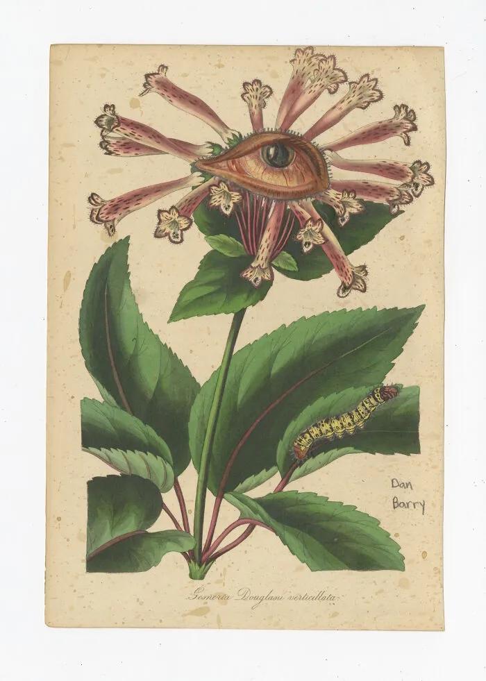 Gesneria Douglasu Verticullata, 2021
