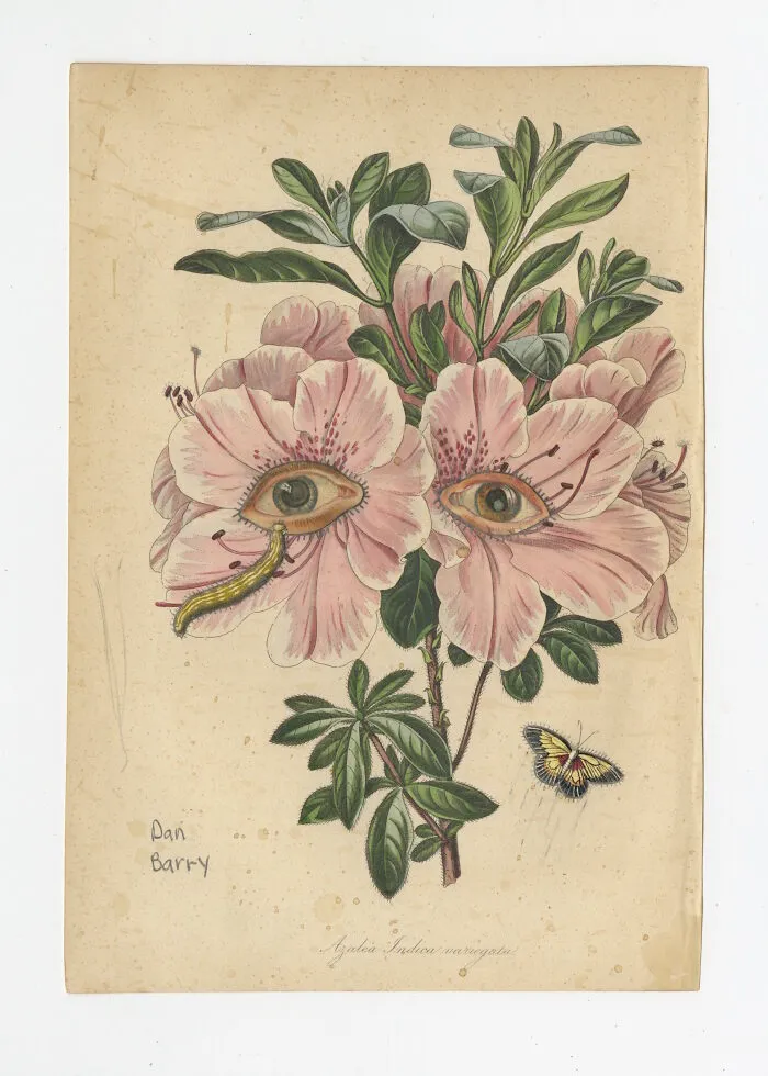 Azalea Indica Variegata, 2021