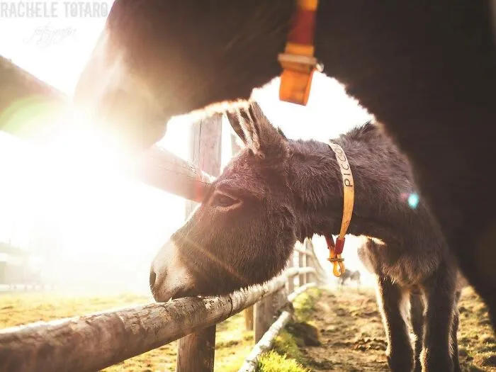 I Work At A Donkey Sanctuary Where I Photograph Their Beauty And Cuteness (30 Pics)