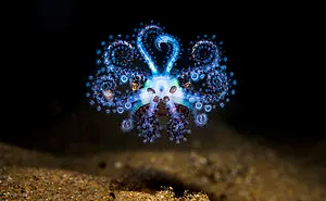 The Ocean Photography Awards 2021 Announced Their Finalists (30 Pics)
