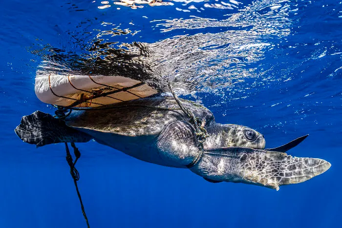 Ocean Conservation Photographer, Henley Spiers