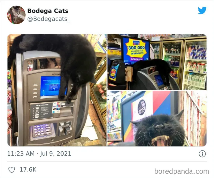 40 Cute Photos Of Bodega Cats That Feel Like Masters Of The Shops (New Pics)