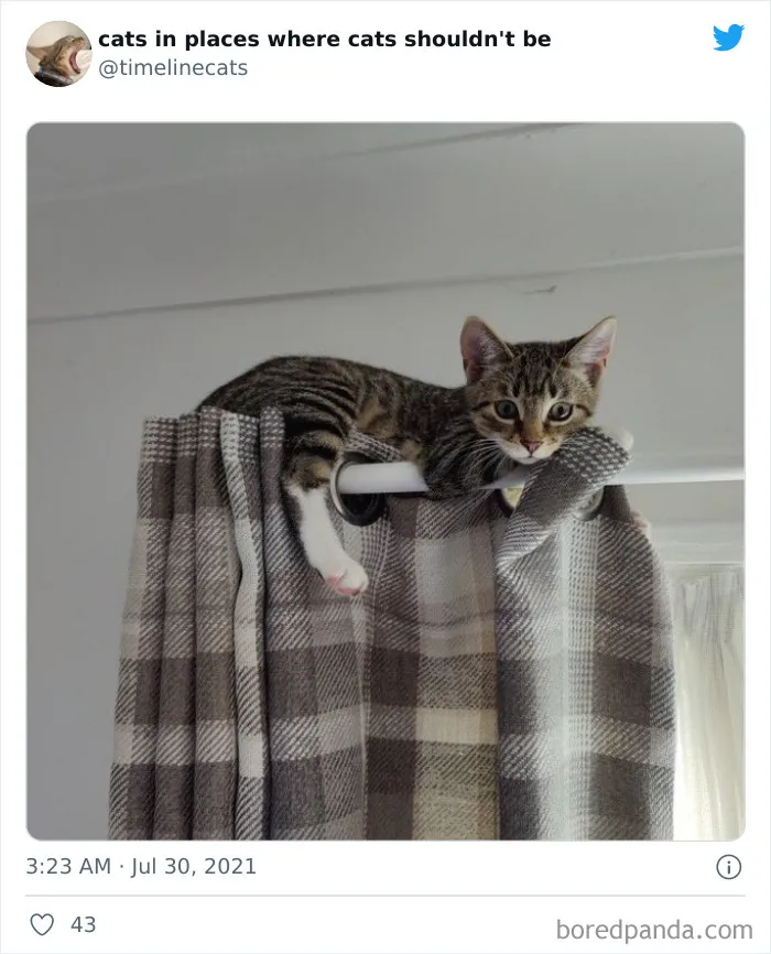 Cat Owners Share The Weirdest Places Their Cats End Up In (50 Pics)